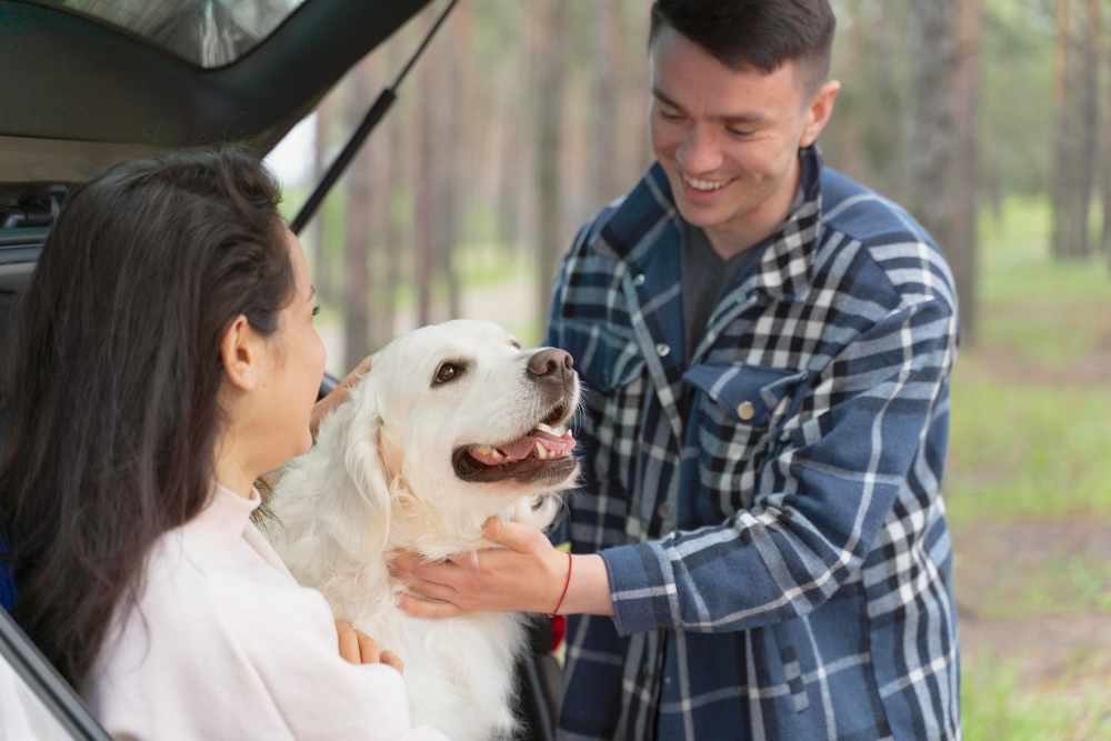 Chirie auto și animale de companie: cum călătorești corect și fără probleme